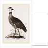 Crested Screamer by Anonymous
