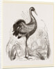 Crane by Anonymous