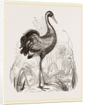 Crane by Anonymous