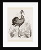 Crane by Anonymous