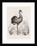 Crane by Anonymous