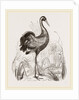 Crane by Anonymous