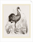 Crane by Anonymous