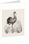 Crane by Anonymous