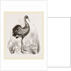 Crane by Anonymous