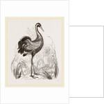Crane by Anonymous