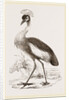Crowned Crane by Anonymous