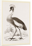 Crowned Crane by Anonymous