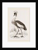 Crowned Crane by Anonymous