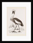 Crowned Crane by Anonymous