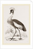 Crowned Crane by Anonymous
