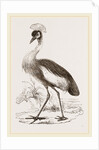 Crowned Crane by Anonymous