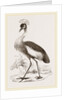 Crowned Crane by Anonymous