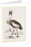 Crowned Crane by Anonymous
