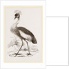 Crowned Crane by Anonymous