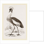 Crowned Crane by Anonymous