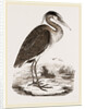 Heron by Anonymous