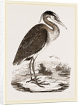 Heron by Anonymous