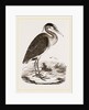 Heron by Anonymous