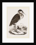 Heron by Anonymous