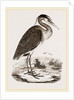 Heron by Anonymous