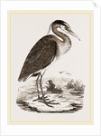 Heron by Anonymous