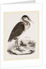 Heron by Anonymous