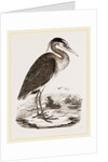 Heron by Anonymous