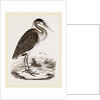 Heron by Anonymous