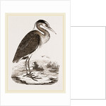 Heron by Anonymous