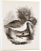 Night-Heron by Anonymous