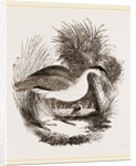 Night-Heron by Anonymous