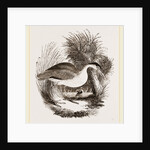Night-Heron by Anonymous