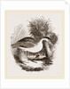 Night-Heron by Anonymous
