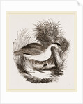 Night-Heron by Anonymous