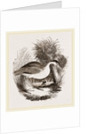 Night-Heron by Anonymous