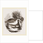 Night-Heron by Anonymous