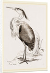 Heron by Anonymous