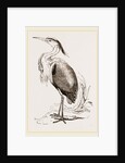 Heron by Anonymous