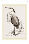 Heron by Anonymous