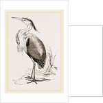 Heron by Anonymous