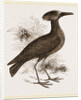 Tufted Umber by Anonymous
