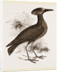 Tufted Umber by Anonymous