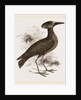 Tufted Umber by Anonymous
