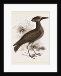 Tufted Umber by Anonymous