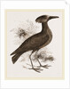 Tufted Umber by Anonymous