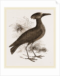 Tufted Umber by Anonymous