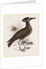 Tufted Umber by Anonymous