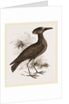 Tufted Umber by Anonymous