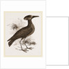 Tufted Umber by Anonymous